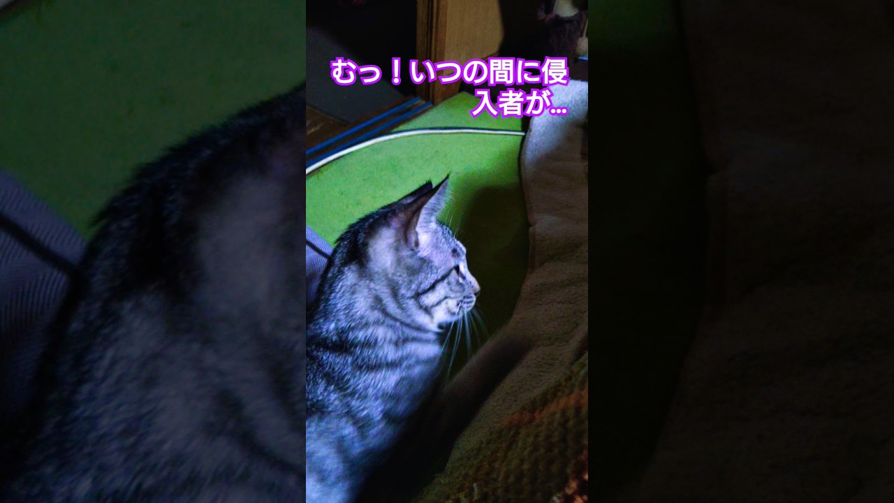 今日のショート　戦国大河猫【五毛作のスフィンクス】第３話【当主代理に忍びよる試練】#仔猫#仔猫のいる暮らし