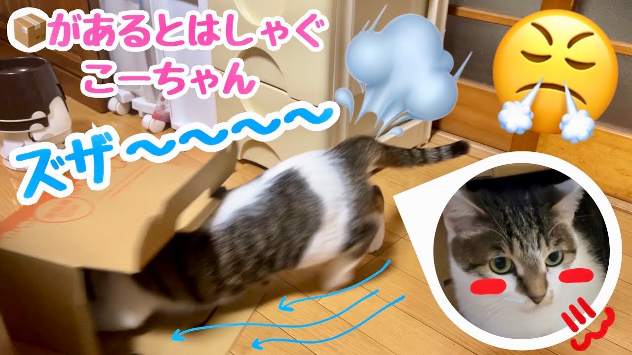 【ズザ～】ダンボールではしゃいでスライディングしちゃう猫が面白いwww
