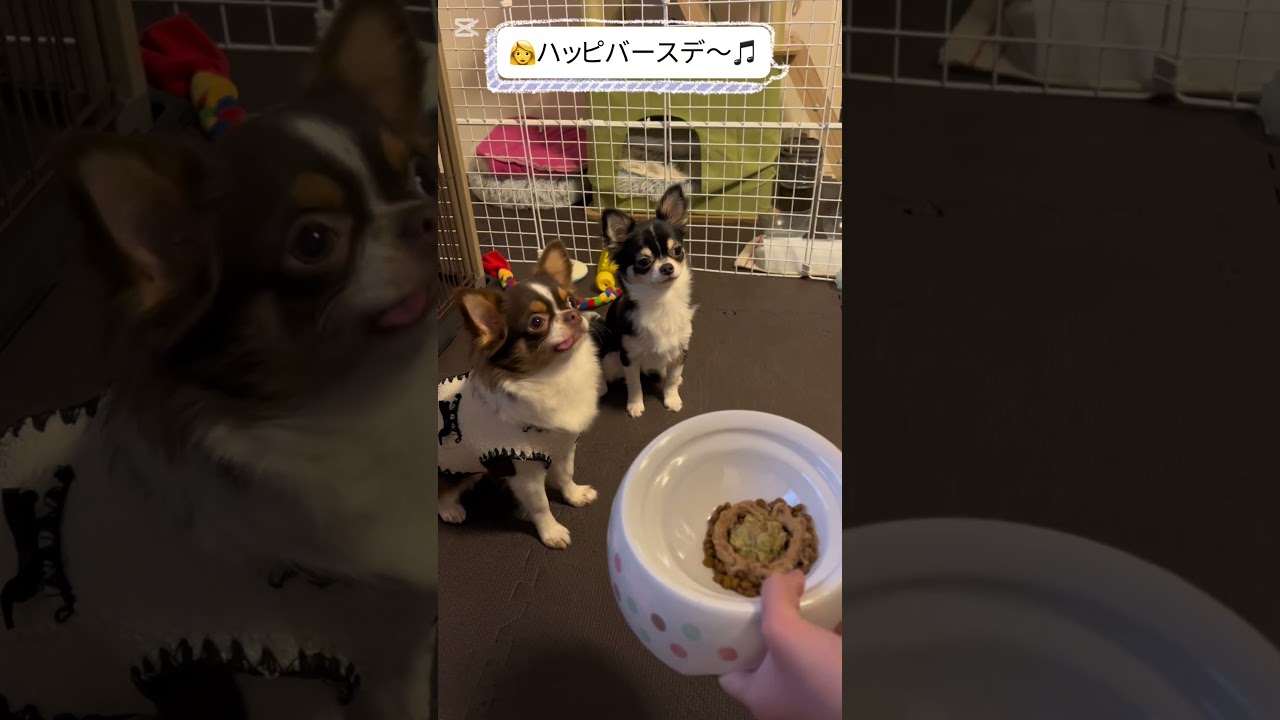 🎉マロ誕生日🎂