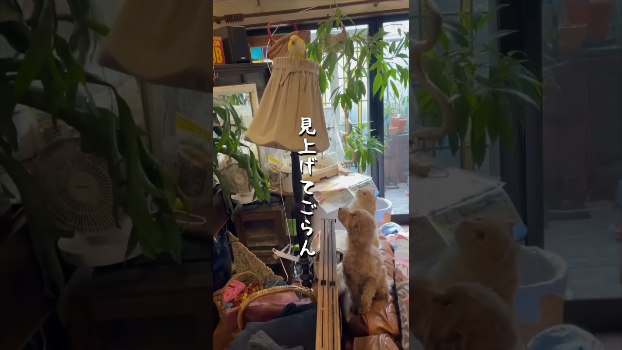 見上げてごらん #猫 #キンカロー #マンチカン  #短足部 #cat