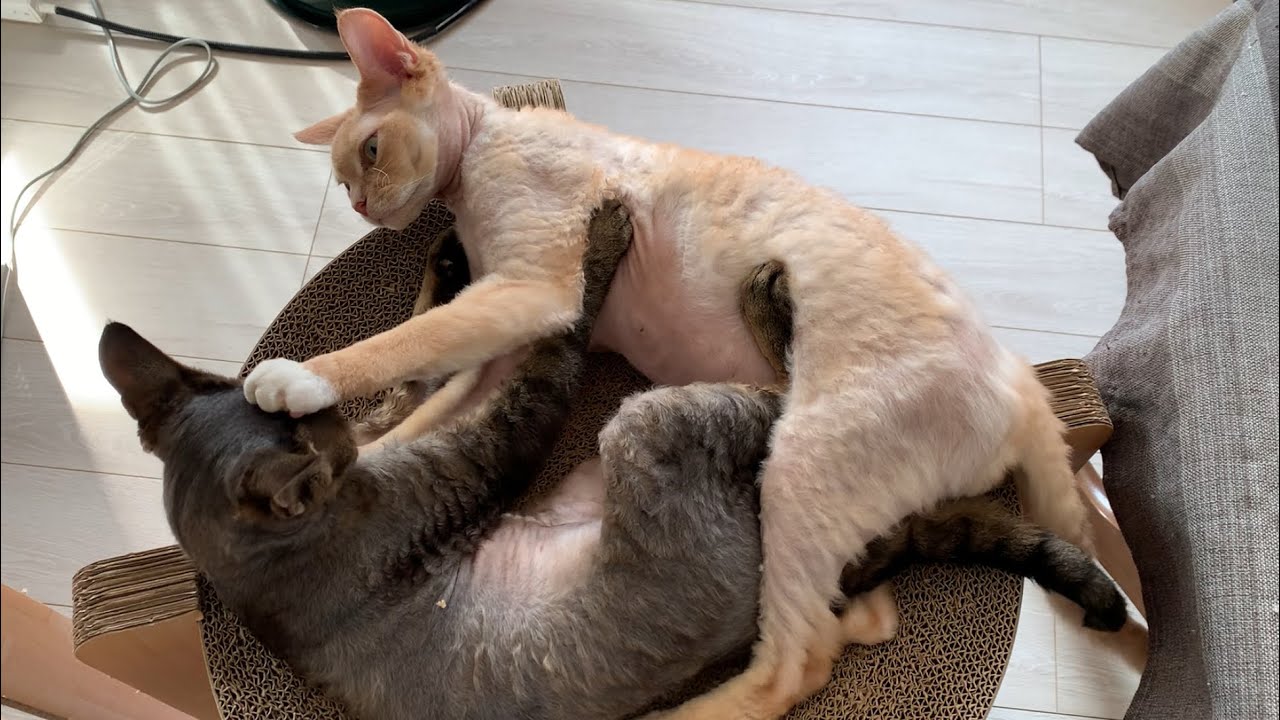 デボンレックス兄は強し(Devon Rex elder brother is stronger.)