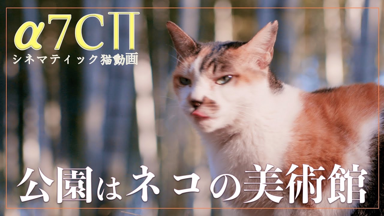 〖a7Cii でシネマティックに猫を撮る！  動画作例〗-『公園はネコの美術館 - 冬の陽だまり編』｜Cinematic Cat Video - Beautiful cats in the park