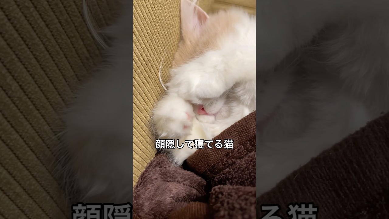 こんなに気持ちよさそうに寝てるから♡ #立ち耳スコティッシュフォールド #子ネコ