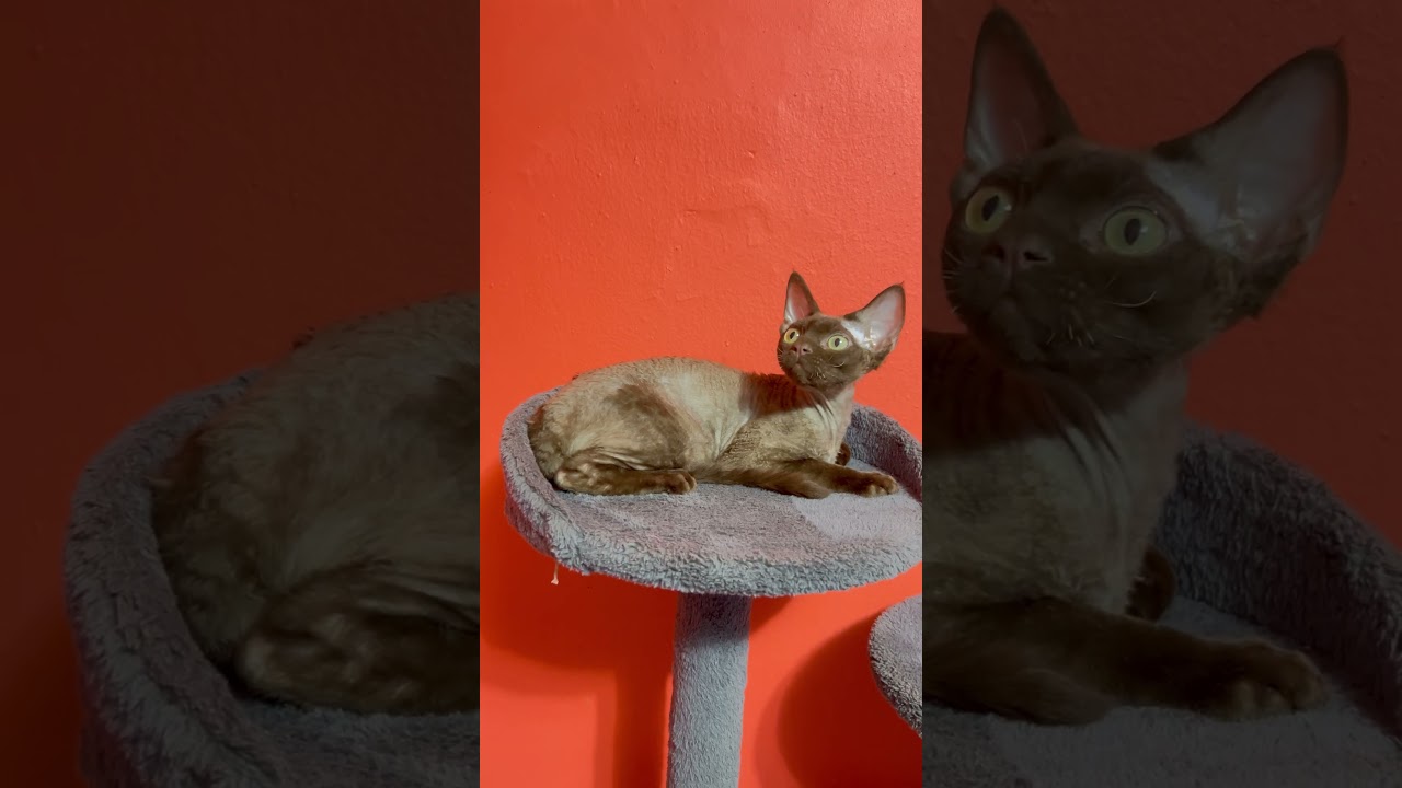 Barni Chocolate Devon Rex Male Kitten Available Now | Purebred Kitties