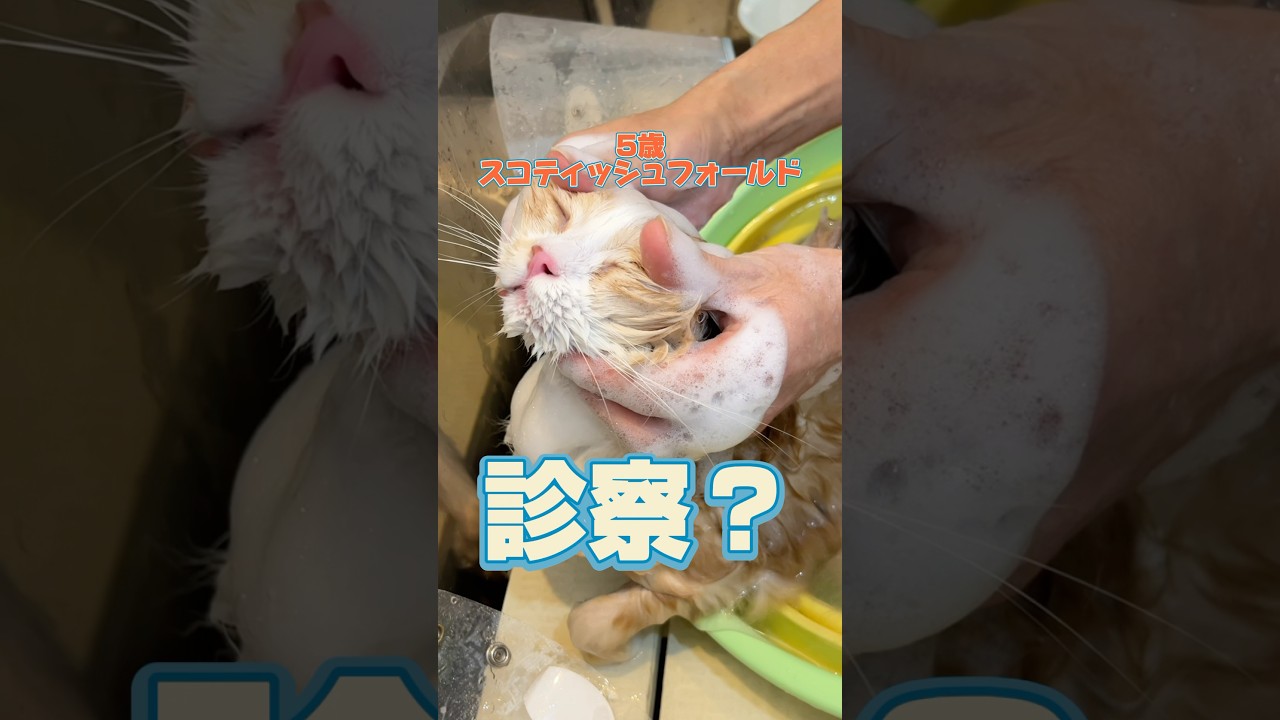 トリミングをしに5歳のスコティッシュフォールドが動物病院にやってきた！