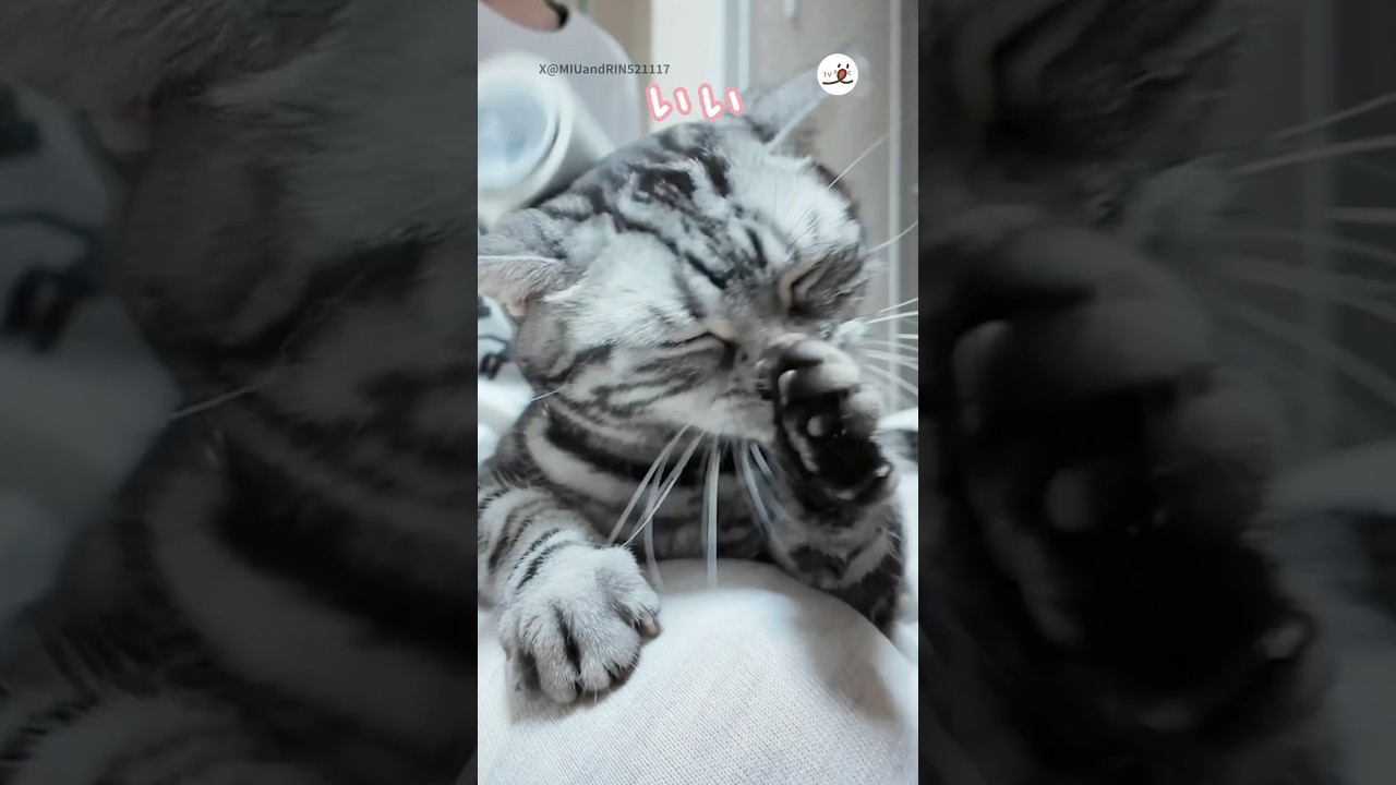 この表情である😤｜PECO #アメリカンショートヘア #猫 #愛猫家 #猫のいる暮らし #americanshorthair #cat #catlover #catlife