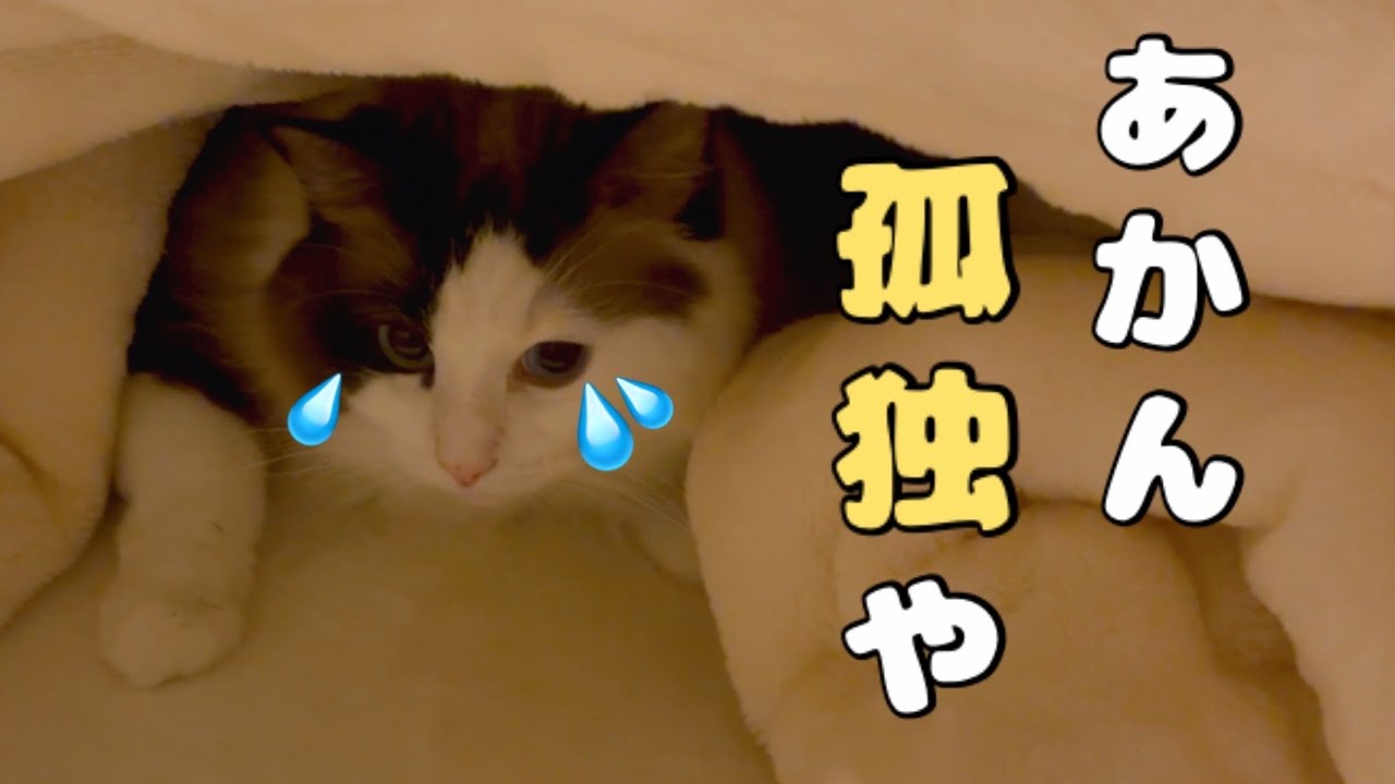 【でぶ猫】ラグドールが孤独をアピールしまくるので理由を聞いてみた😈