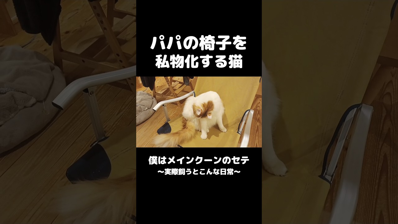 ソロキャンする猫 #メインクーン #猫のいる暮らし #mainecoon #猫 #cat #ソロキャンプ #camping