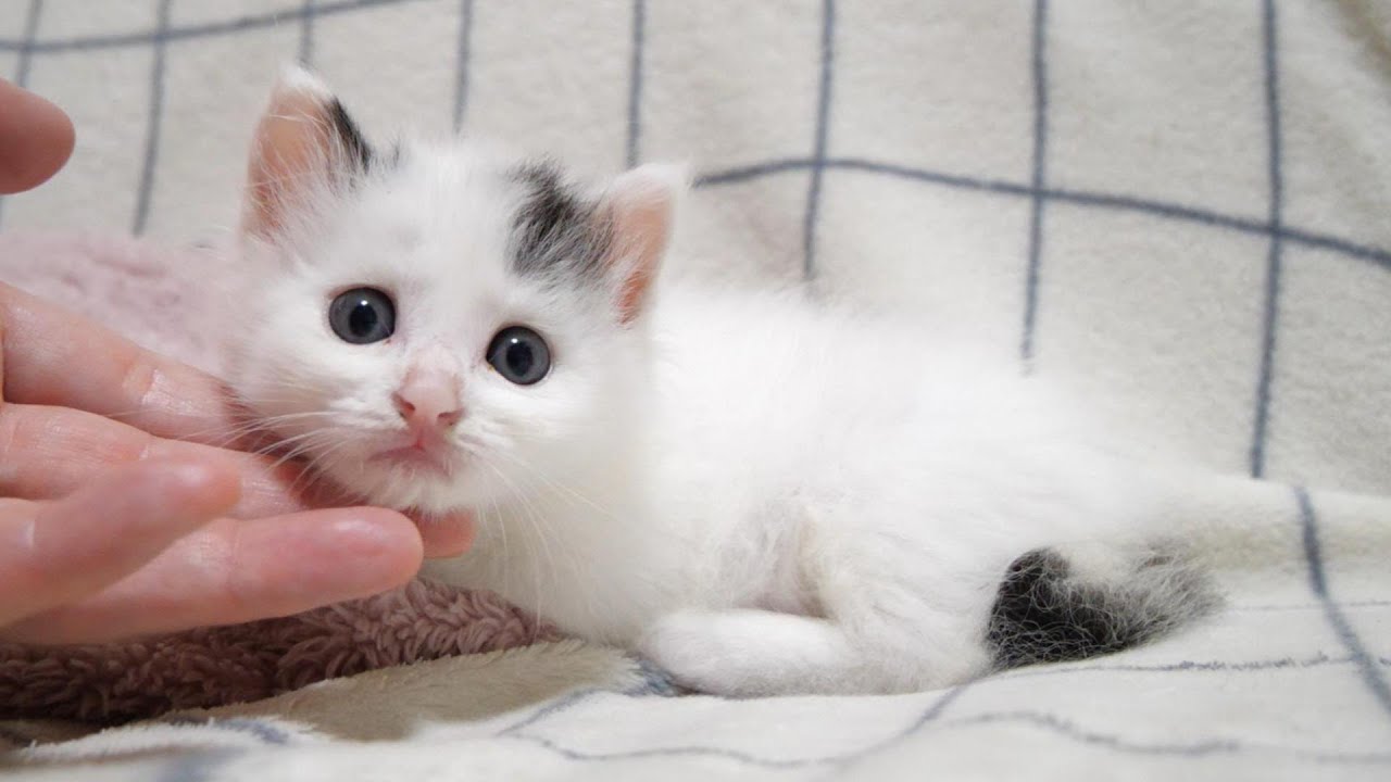優雅にミルクを待つ子猫が急に甘えん坊に変身する【赤ちゃん猫　保護猫】