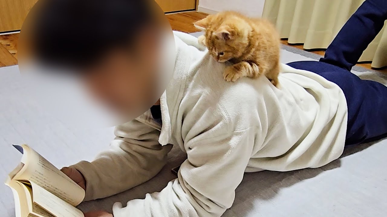 かまってモードの子猫を無視した結果まさかの事態に...