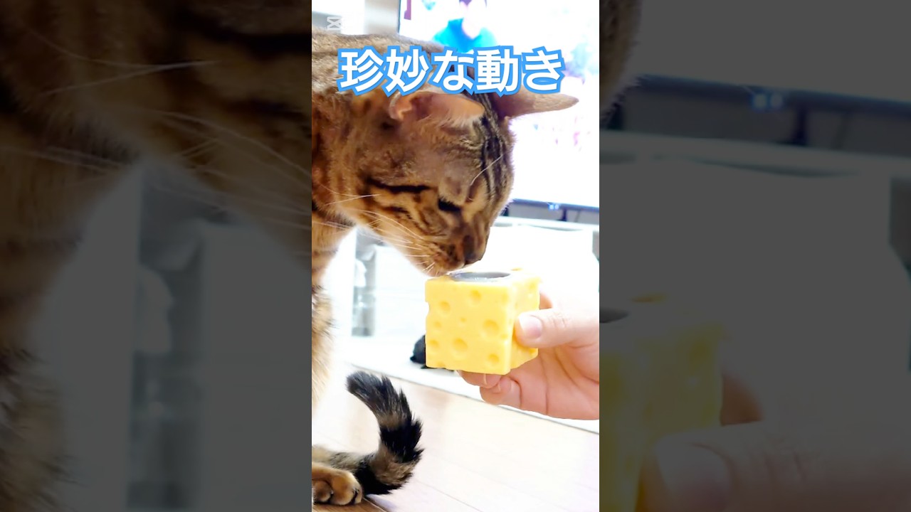 珍妙な動き #猫 #猫動画 #猫のいる暮らし #ベンガル #fyp #shorts #short