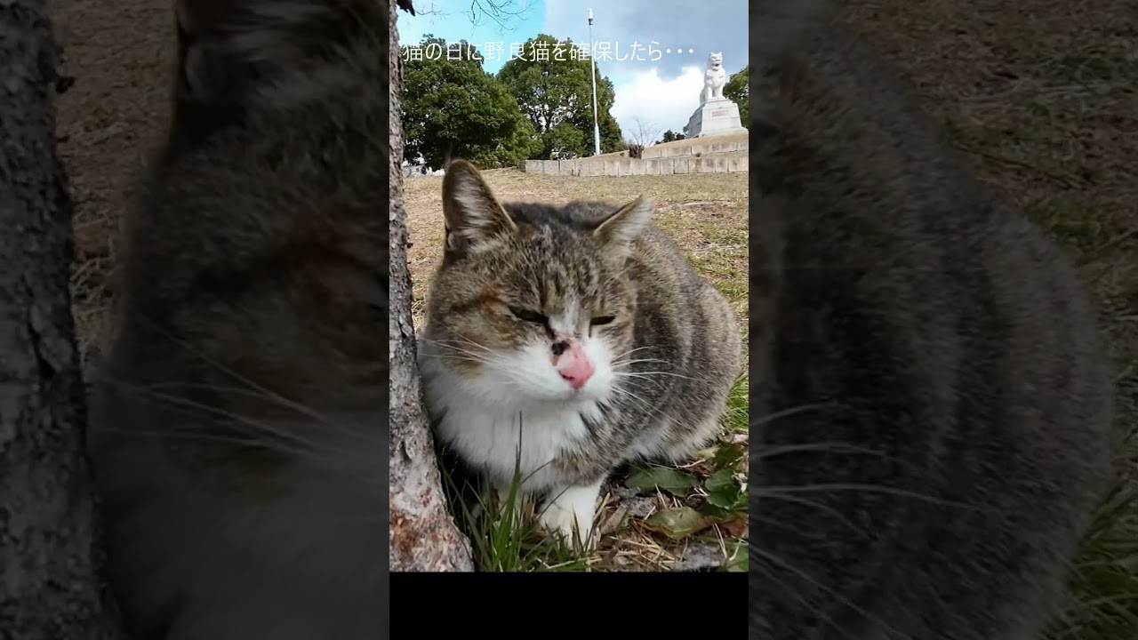 猫の日に野良猫を確保したら・・・　#shorts #野良猫