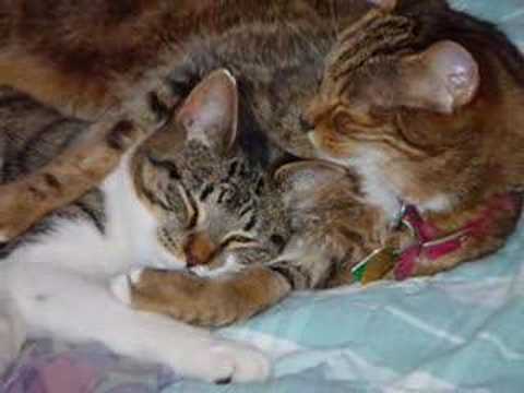 manx kittens cute: See link in description for one of the kittens 11 yrs later