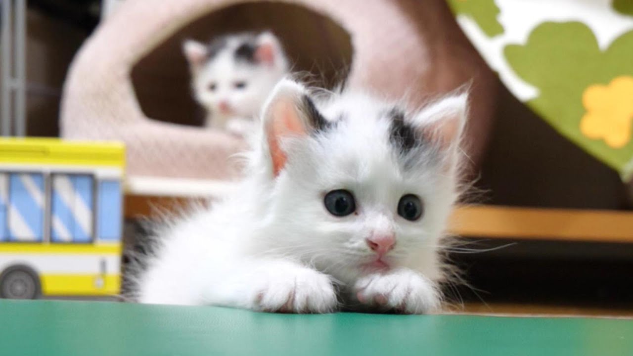 子猫のダンスを最前列で夢中なって見つめる子猫【赤ちゃん猫　保護猫】