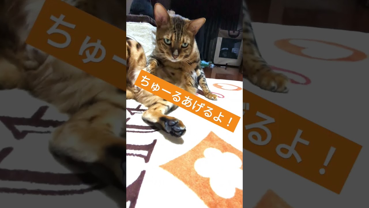ちゅーるあげるよ #cat #猫 #ねこ#bengalcat  #ベンガル #猫のいる暮らし #kitten