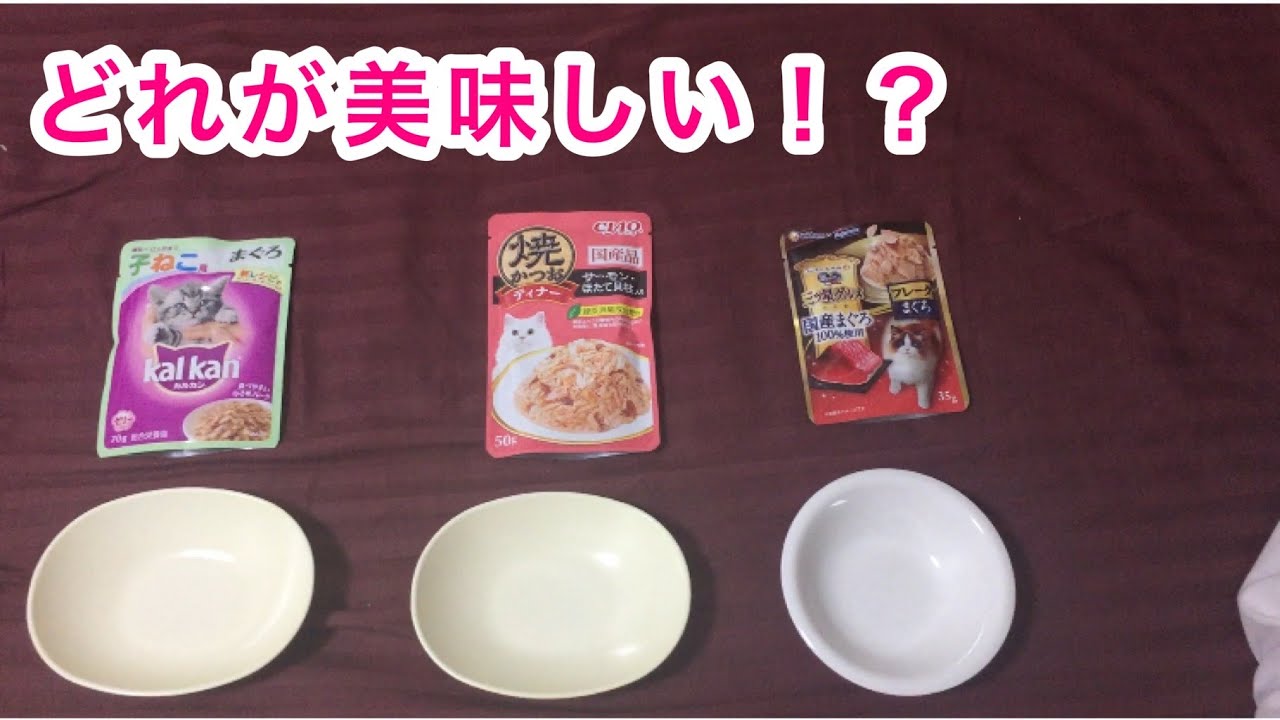 3種類のウェットフードをあげてみた！【メインクーン＆スコティッシュフォールドの猫】