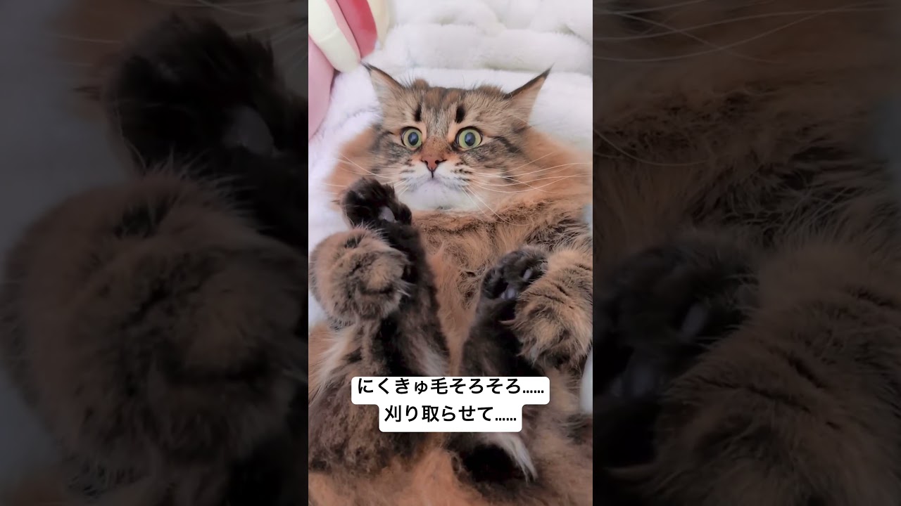 今日もダメでした #猫 #サイベリアン #にくきゅ毛