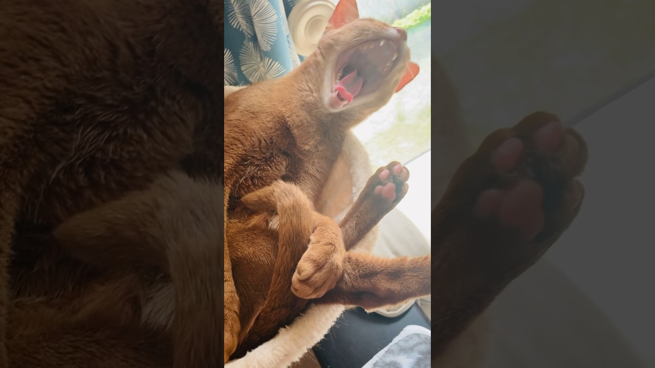 おおあくび〜#猫#こころ#アビシニアン#レッド#sunny#scenery#theotherside#cat#abyssinian#red