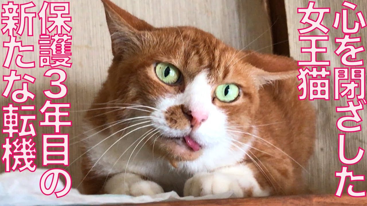 心を閉ざした女王猫、年越しと新たなる転機 A turning point had come