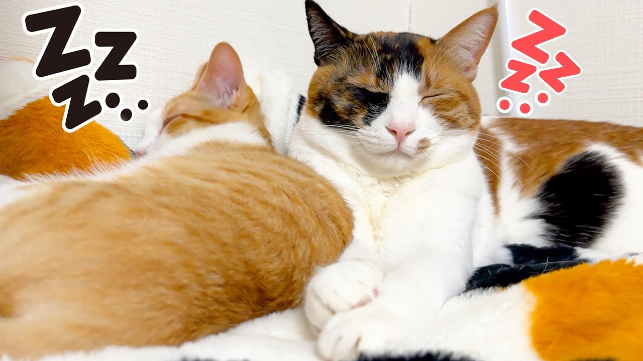 不仲だと思われてた子猫たちに奇跡が起きました。