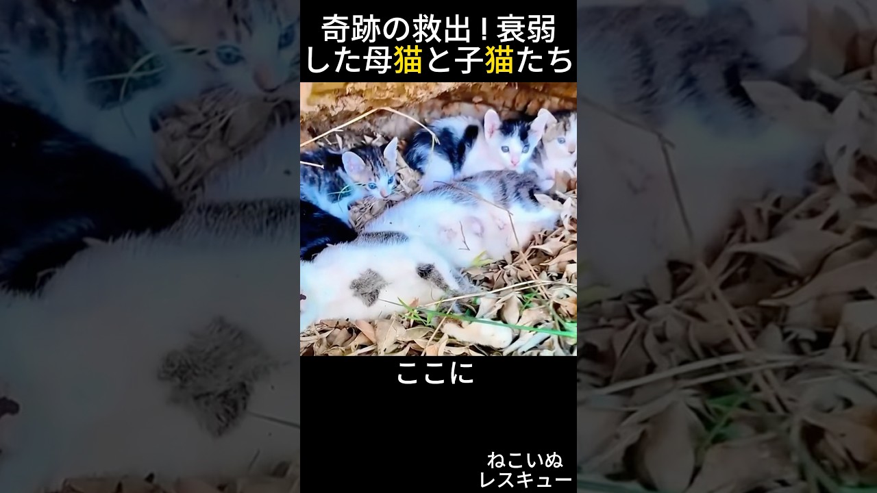 奇跡の救出！衰弱した母猫と子猫たち
