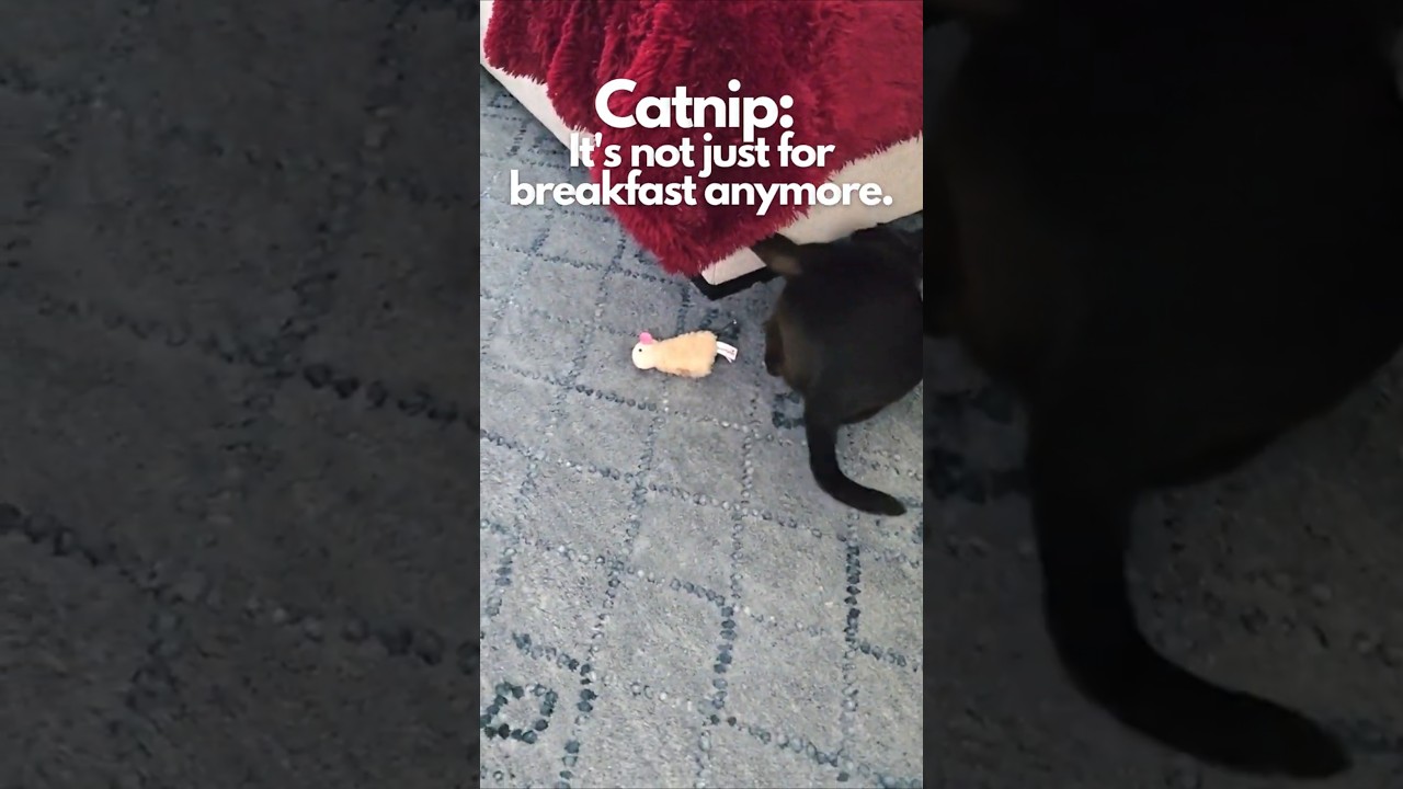 Burmese Cat vs. Catnip: Total Devour Mode! 😱 (Mocha's Wild Ride)  #cat #burmesecat #funnycats