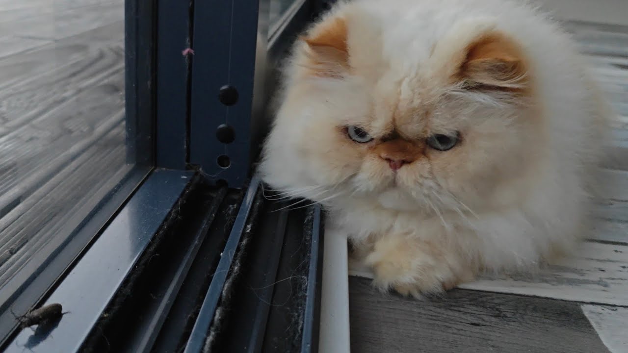 Fat Boy makes friends with an insect 🤩