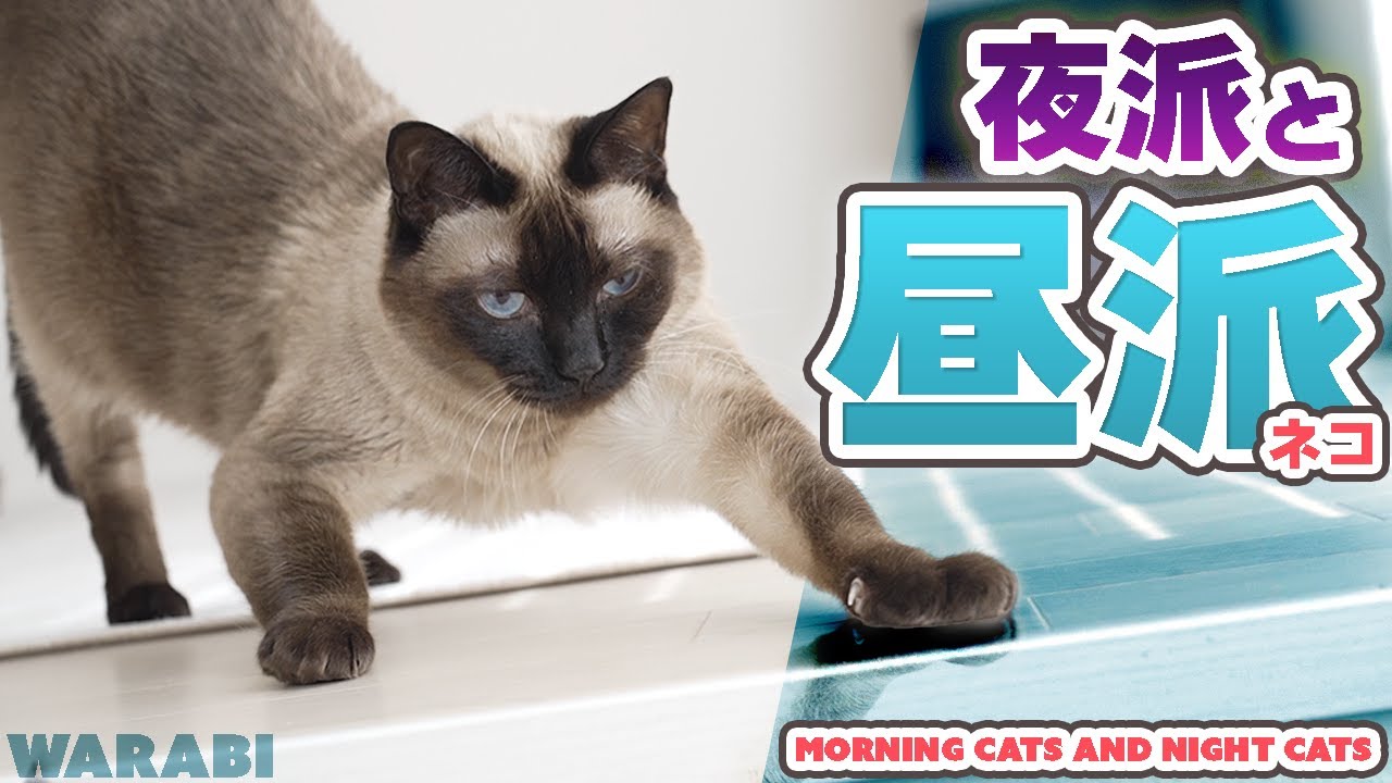 夜派と昼派の猫