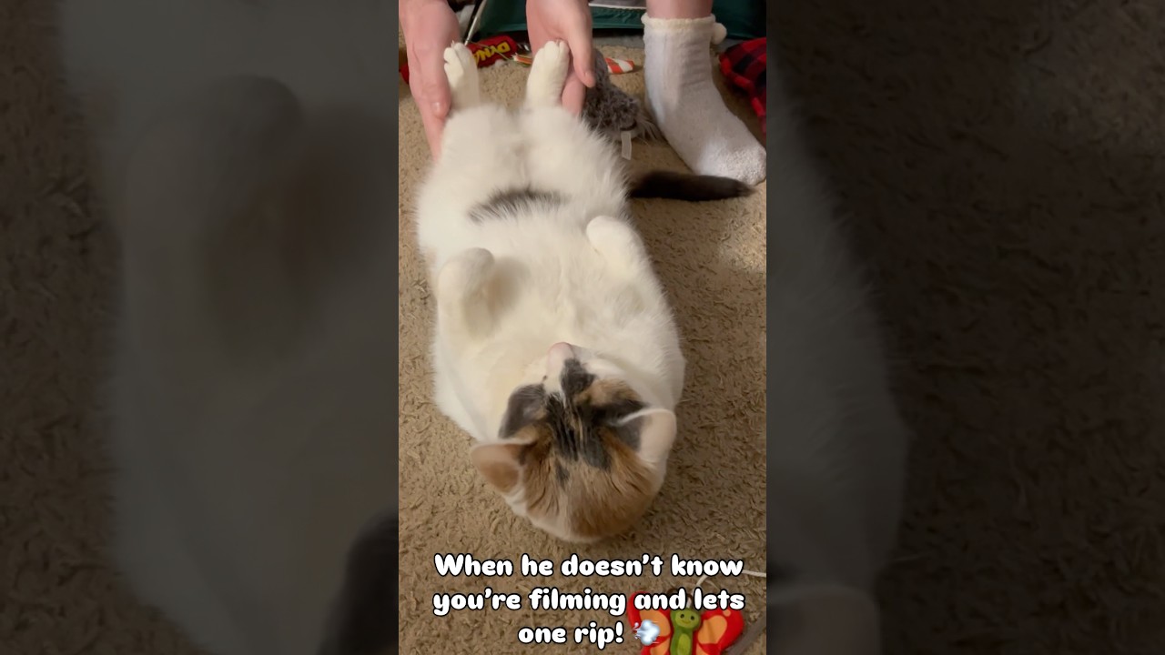 Wiggle, wiggle, toot! #shorts #cat