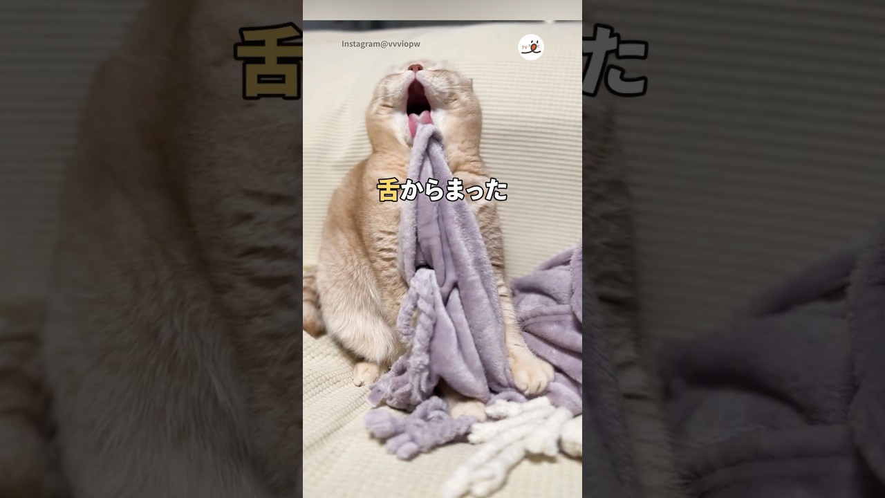 こうして名曲が生まれた｜PECO #スコティッシュフォールド #猫 #愛猫家 #猫のいる暮らし #scottishfold #cat #catlover #catlife