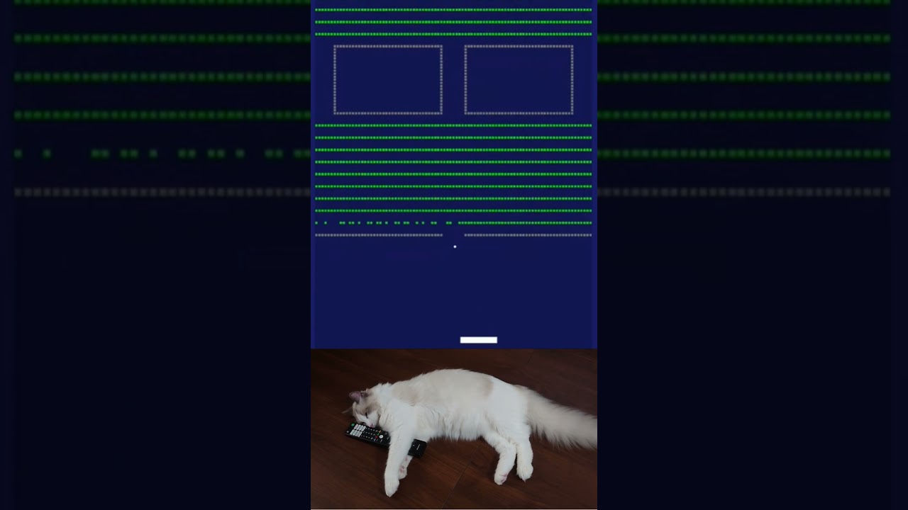 猫のブロック崩し ② #cat #猫ミーム #ラグドール