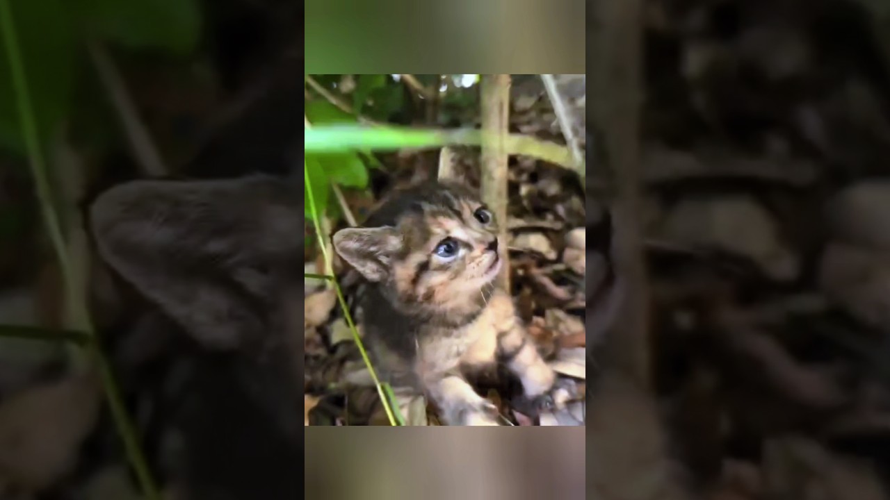 子猫保護から現在の姿...