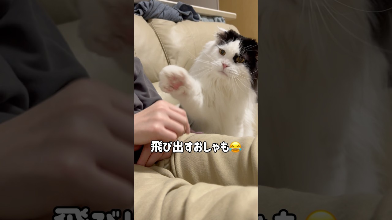 みんな大好き！謎の金のヤツ✨ #shorts #cat #スコティッシュフォールド #保護猫 #ハチワレ #猫のいる暮らし #猫動画 #catvideos
