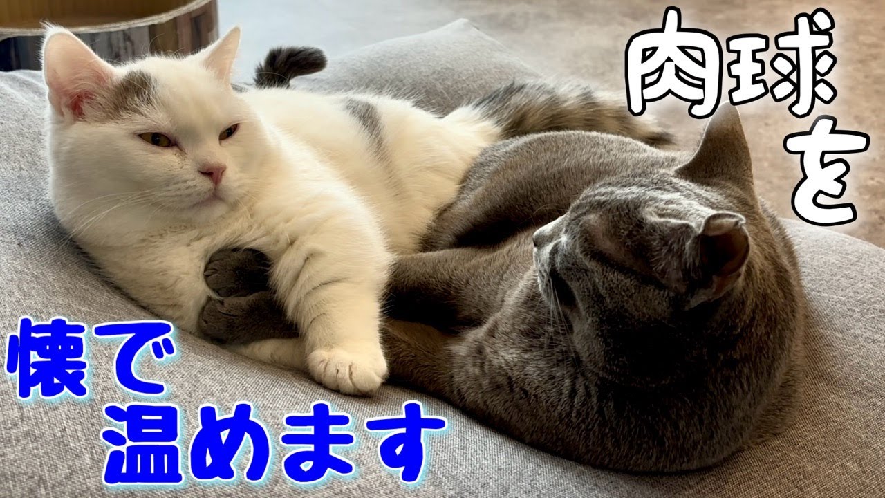 ロシアンブルー | 弟猫との関係性を確かめてみた~光秀かも [Russian Blue cat Kotetsu]