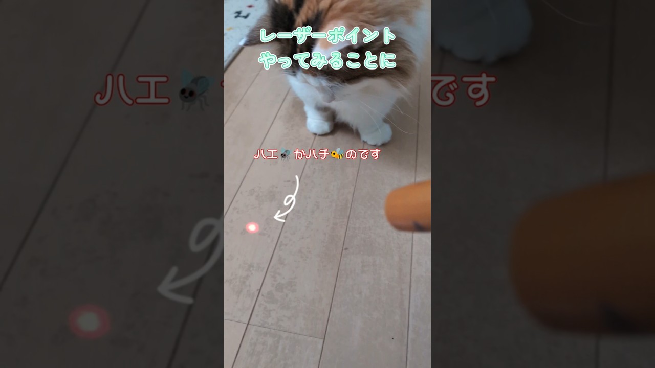 猫にレーザーポイントやってみた #shorts #short #cat #猫 #ねこ #猫のおもちゃ #ペット用品 #マンチカン #ノルウェージャンフォレストキャット #多頭飼い #고양이 #pusa
