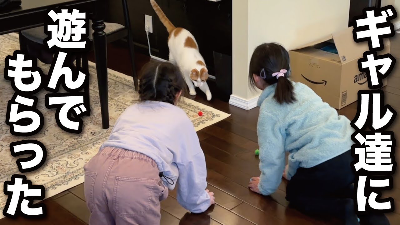 【甘えんぼ猫】ギャル達にかまってもらって満足気な猫