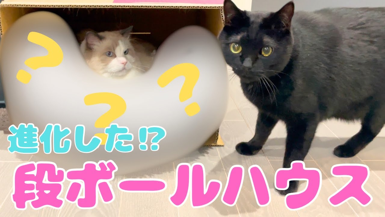 【ラグドールと黒猫の3兄弟】ふかふか寝心地抜群の段ボールハウスを作ってみた！【Three brothers: a Ragdoll and tow black cats】