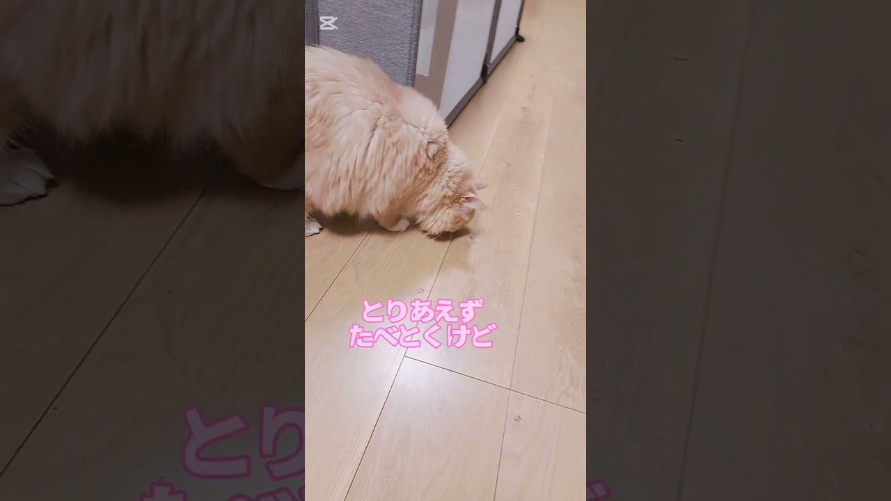 【保護猫】エサが背中に乗っていても気付かないおマヌケ猫が笑える