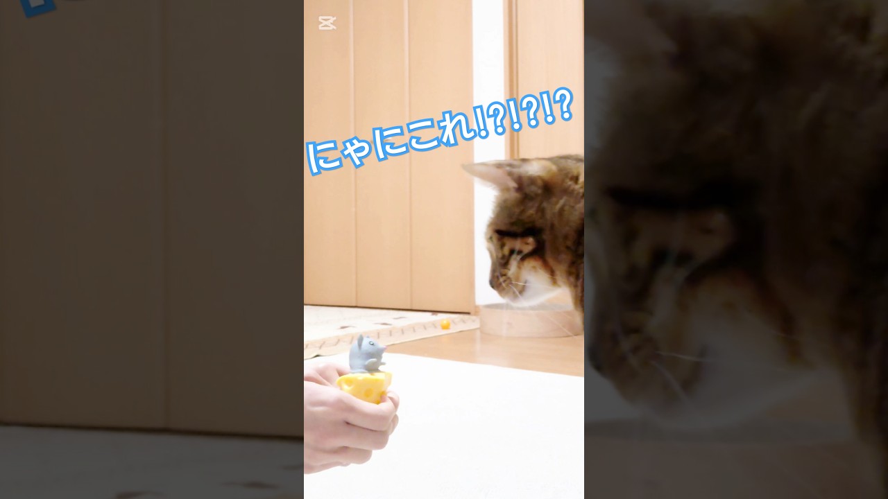 【にゃにこれ!?シリーズ】新種の🐭 #猫 #猫動画 #猫のいる暮らし #ベンガル #cat #Seria #fyp #shorts #short