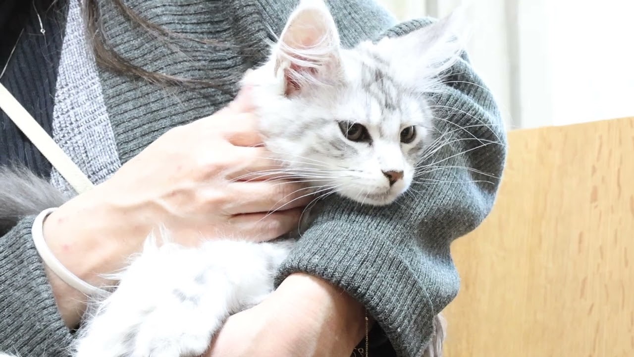 シルバーのメインクーン子猫マヒナちゃんお渡し