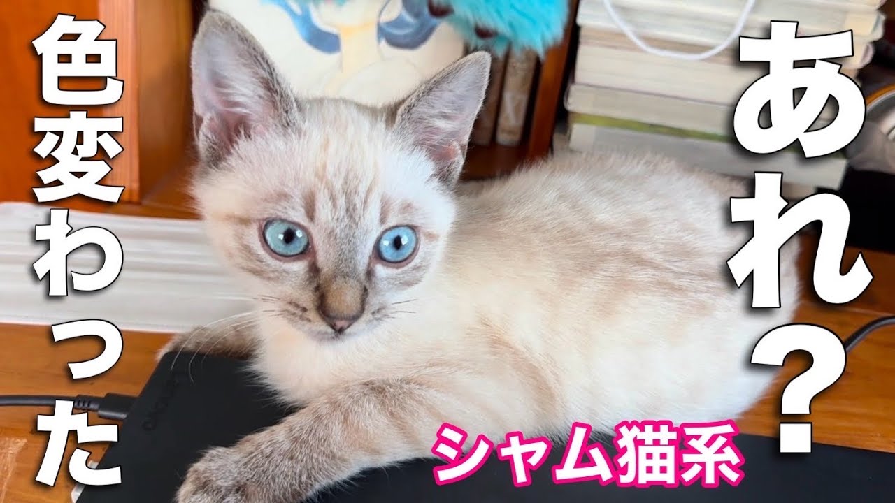 【毛色の変化】シャム猫系は毛色が変わる！ジル君の柄の変わり方 「ジルベール成長記」