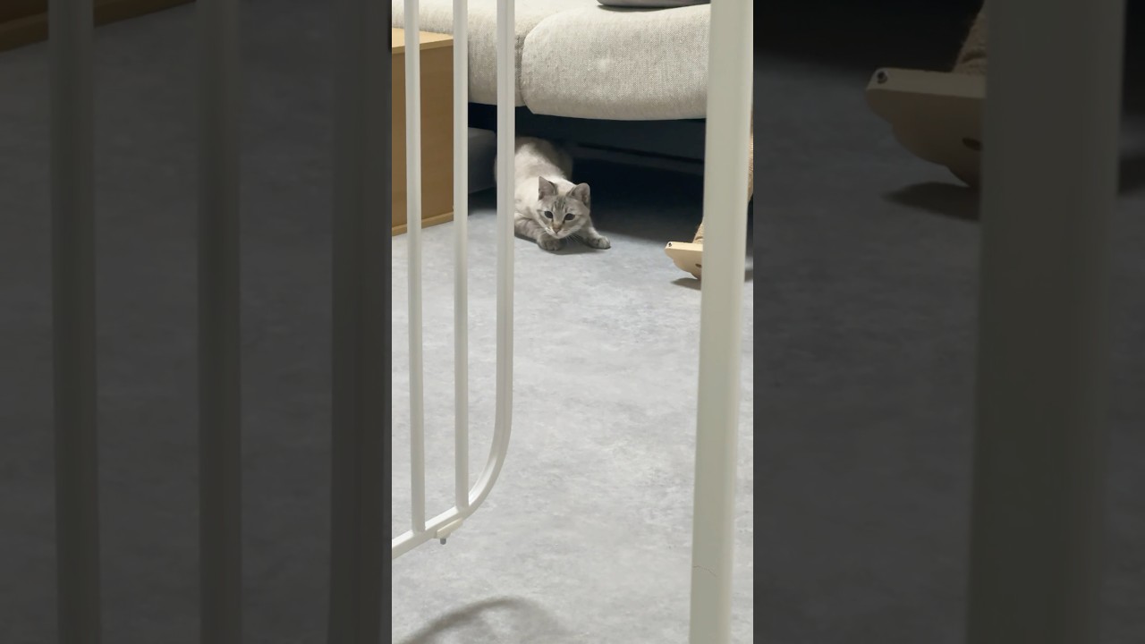 おしりふりふり〜！ゴー！！　#シャムトラ #元保護猫 #シャムミックス  #cat #猫耳 #kitten  #猫耳 #siamesemix