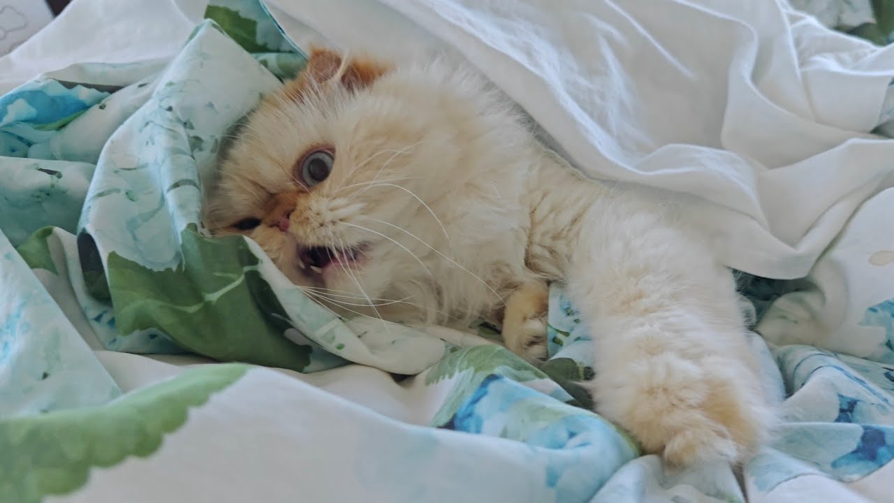 Fat Boy attacks! 🤩