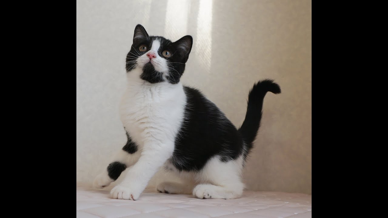 ブリティッシュショートヘアー子猫　British Shorthair　2024.11.11産まれ　ブラック&ホワイト　男の子　シーダキャット猫のお店
