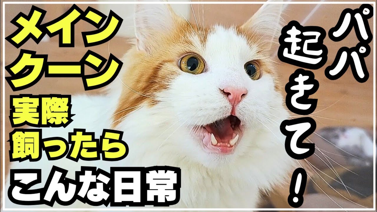 朝、可愛い声で起こしに来るメインクーンの日常