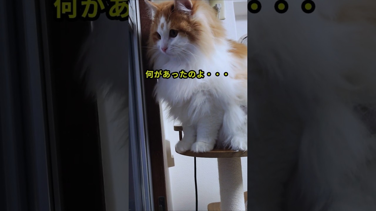 キャットタワーから見る雪に大興奮#shorts #サイベリアン #猫のいる生活 #cat #雪 #キャットタワー