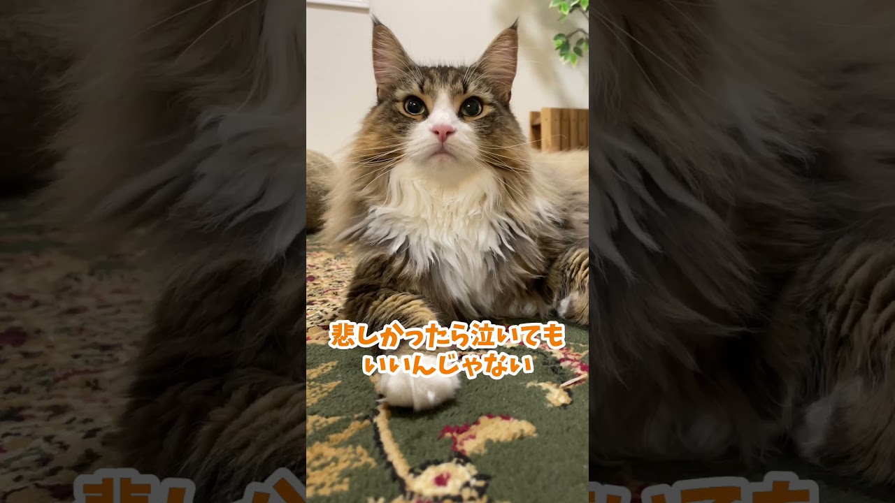 ノルウェージャンの毎日　 #猫 #cat #ねこ #ノルウェージャン #ノルウェージャンフォレストキャット #北欧猫