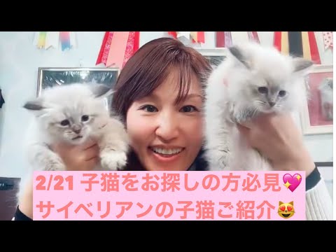 2/21 抱っこができる子猫をお探しの方必見💖サイベリアンの子猫ご紹介ライブ😻