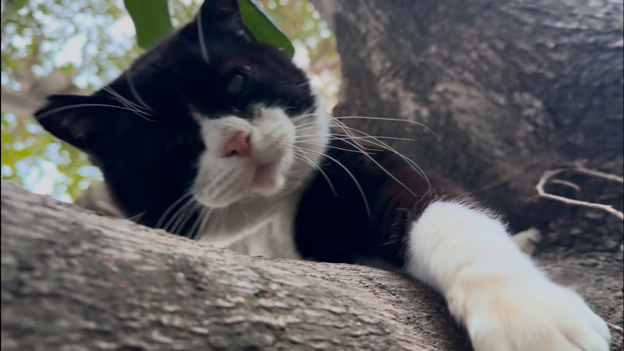叱られないように一生懸命スリスリして大甘えする猫❗️追っかけに夢中で苦手な木の上に登ってしまった、"ハチ"‼️#追っかけ #見つかる#叱られる #甘える猫 #甘える #誤魔化す#一生懸命#木の上