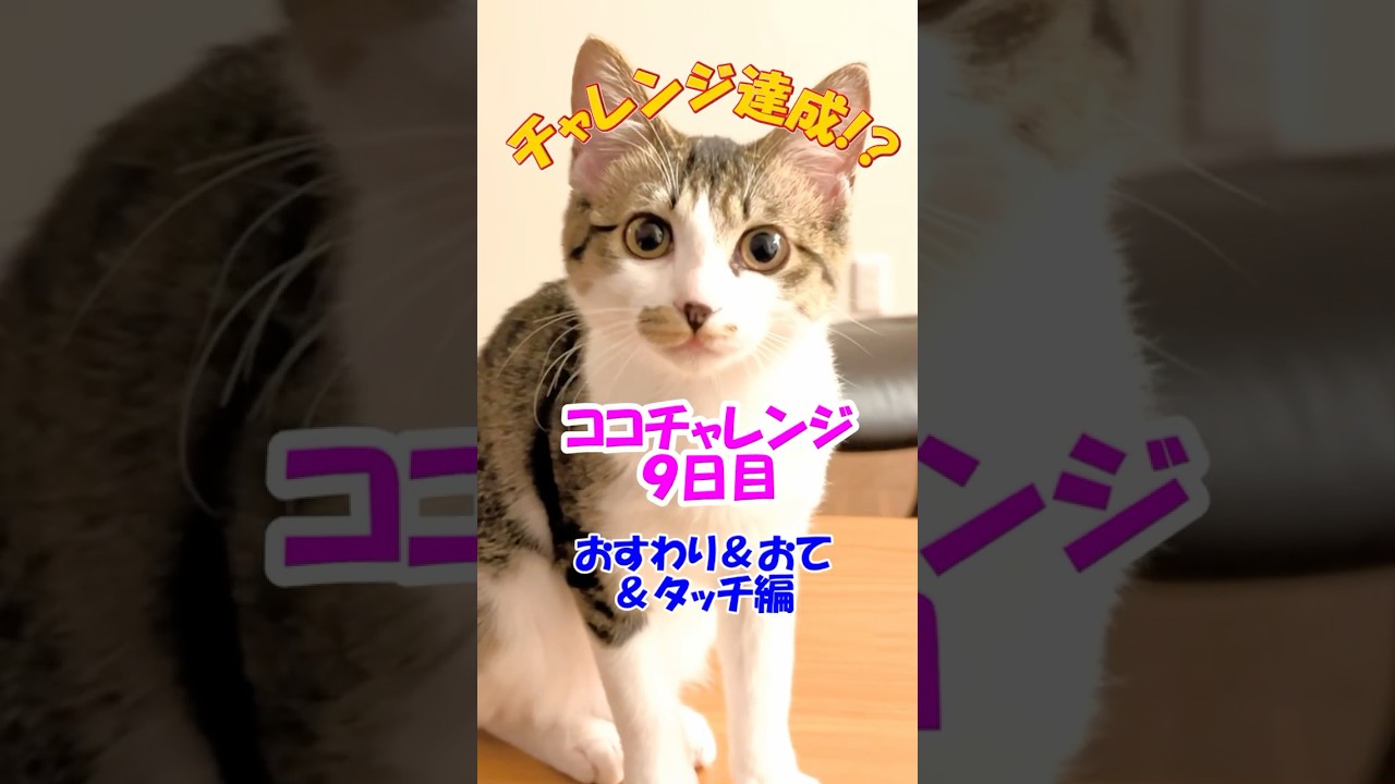 【タッチチャレンジ初日で達成!?】子猫は何日でタッチをマスターできたのか!?🐱🔥保護猫の成長記録🐈